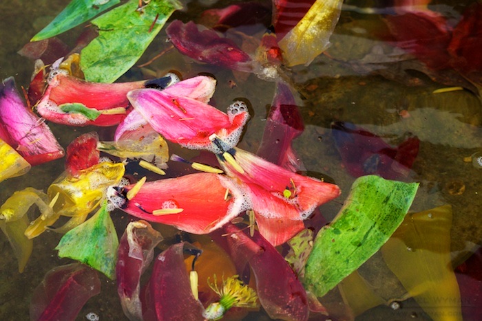 Tulip Petals in the Fountain