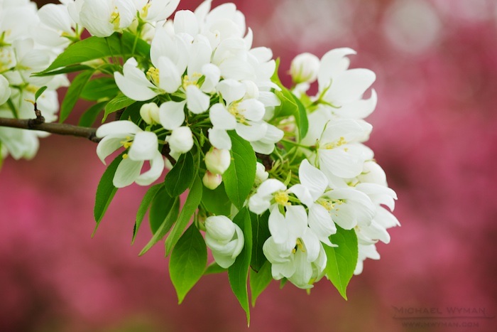 Fragrant Blossoms