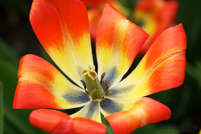 Tulip Show Finale