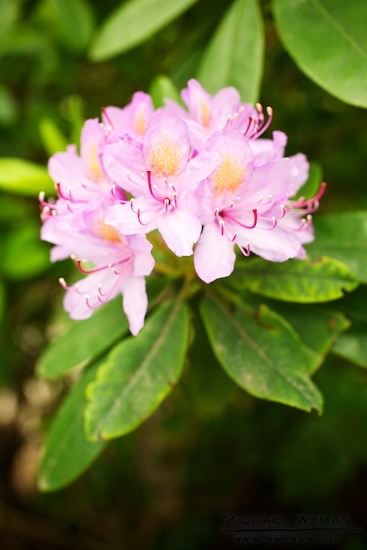 Rhododendrons at Snoqualmie Falls