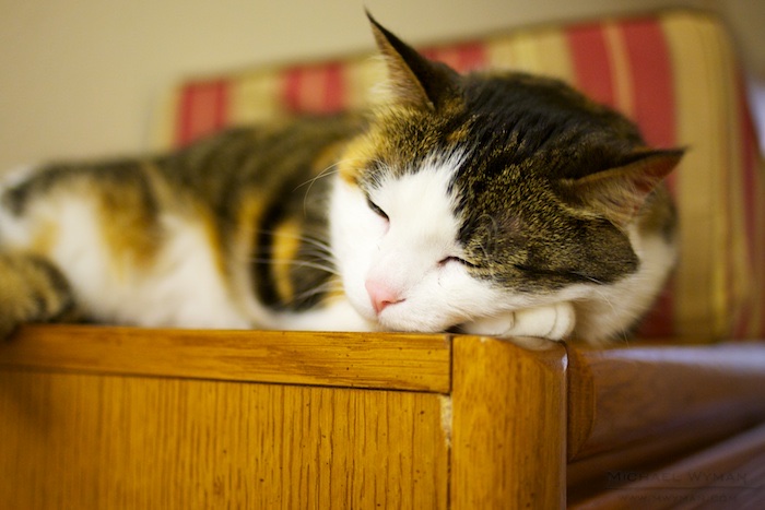Maisy on Her New Perch