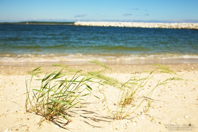Shore Grasses