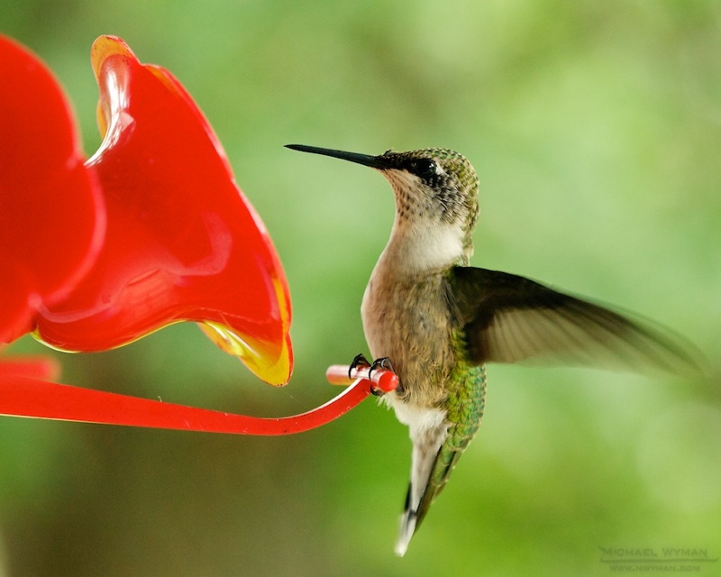 Hummingbird