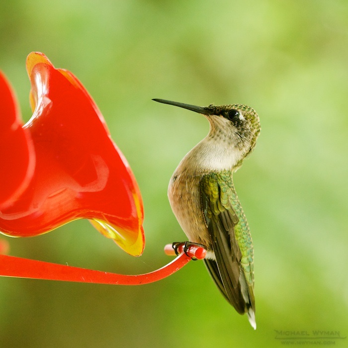 Hummingbird, Pt 2