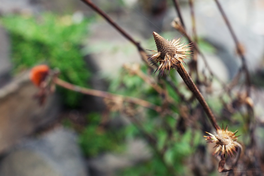 Cone Flowers