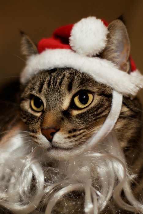 Santa Milo