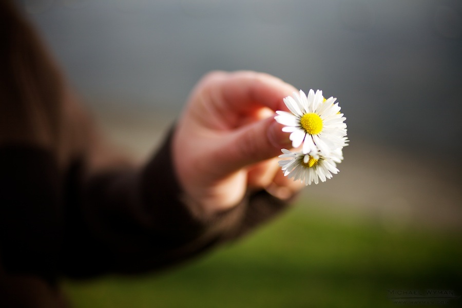 Winter Flowers
