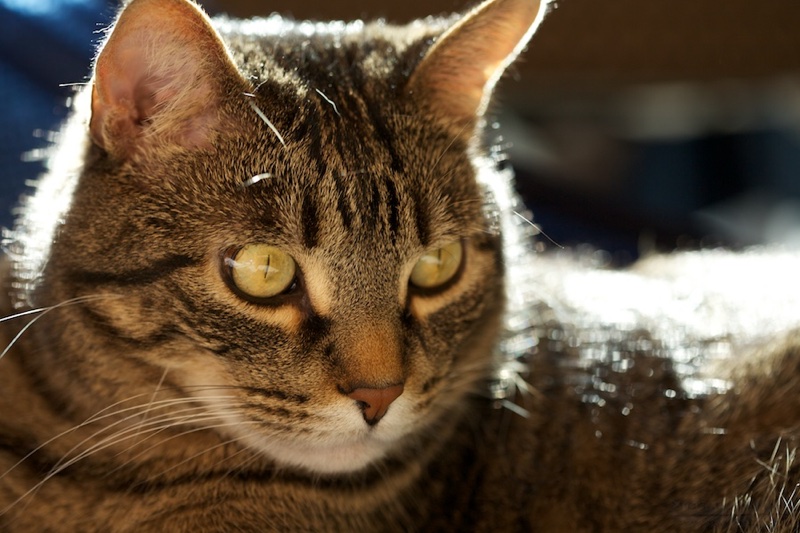 Milo