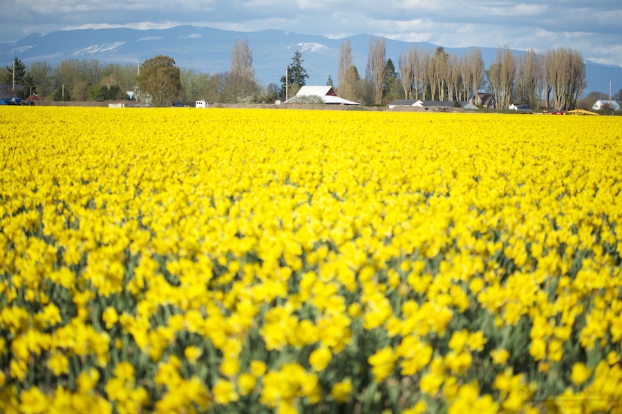 Flower Farm and Mountains