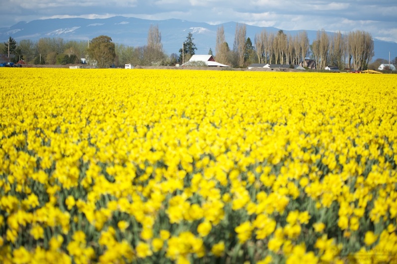 Flower Farm and Mountains