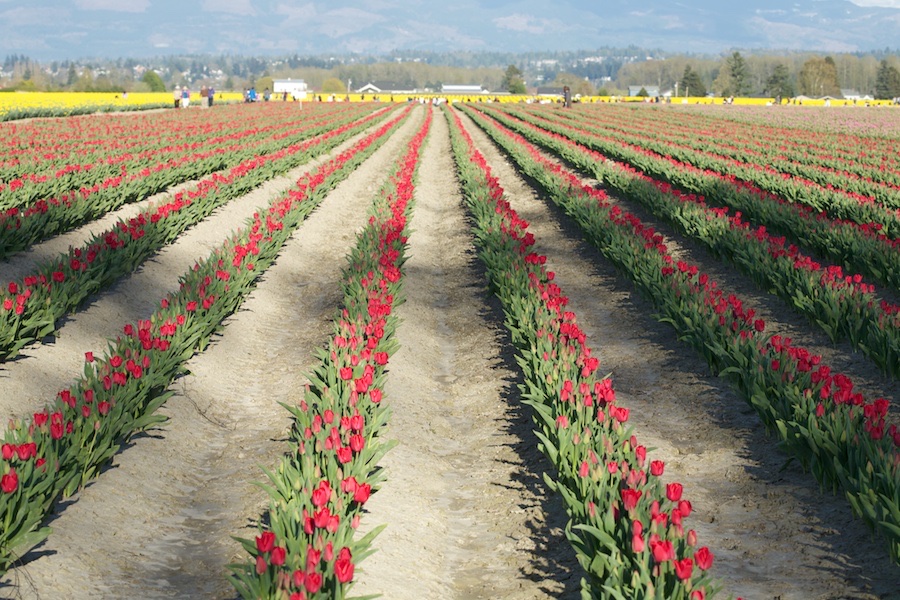 Rows and Rows