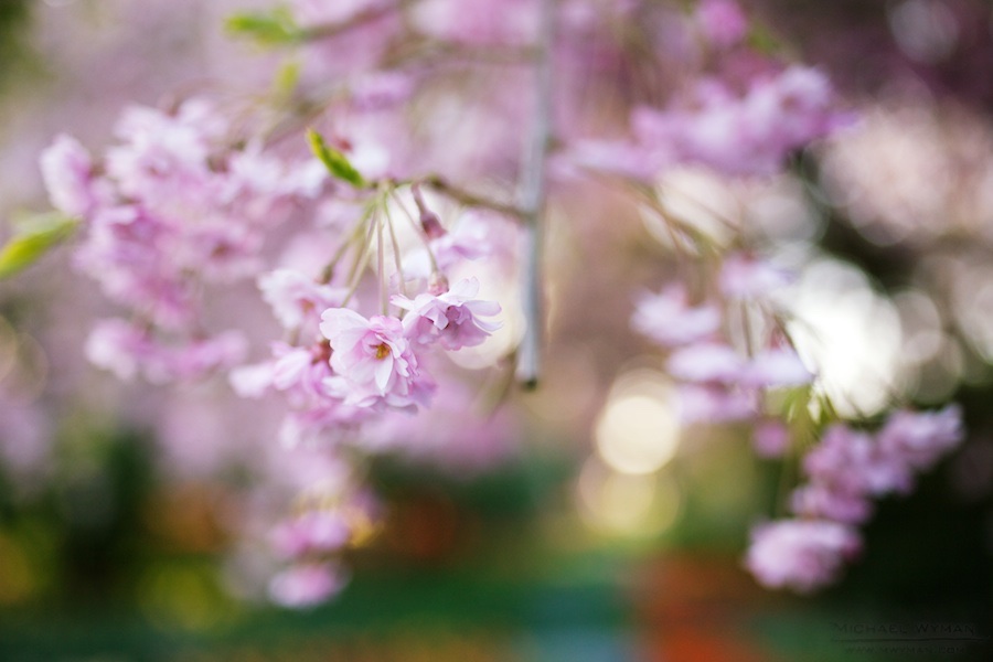 Tree Blossoms