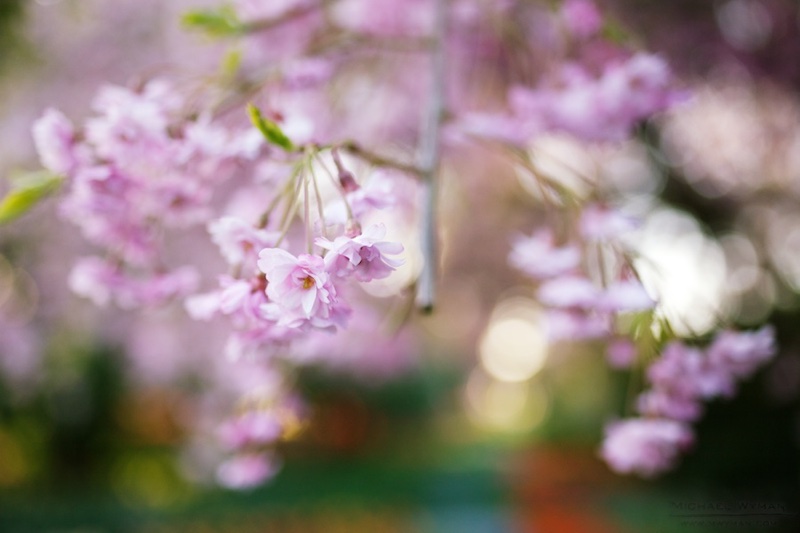 Tree Blossoms