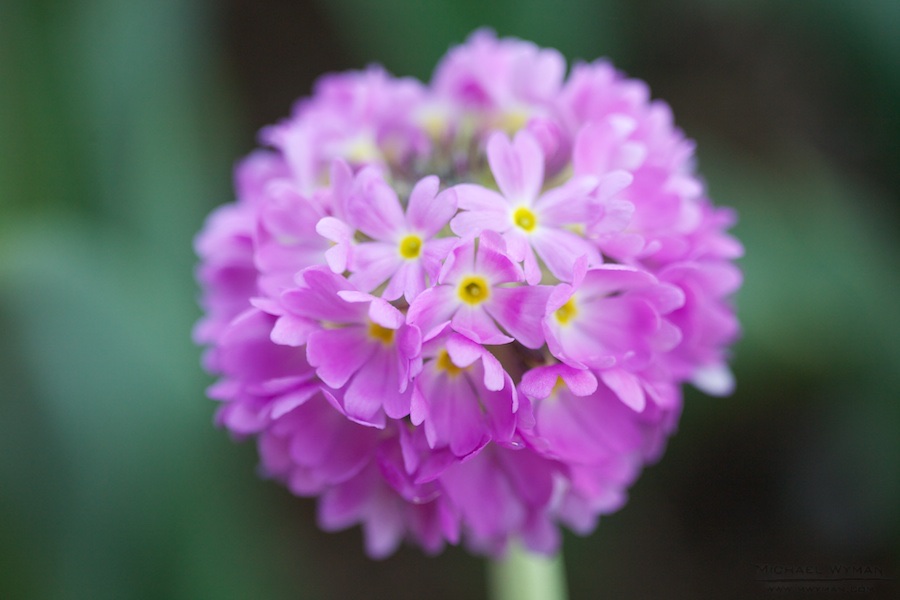 Flower Ball