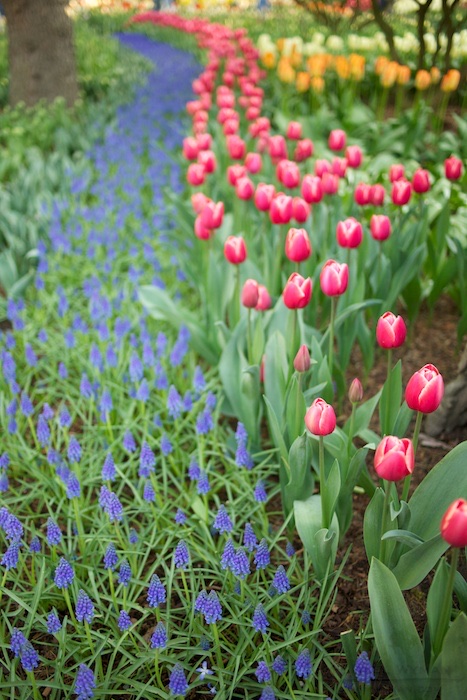 River of Flowers