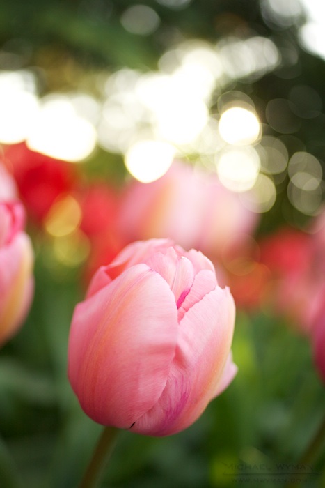 Abstract Tulips