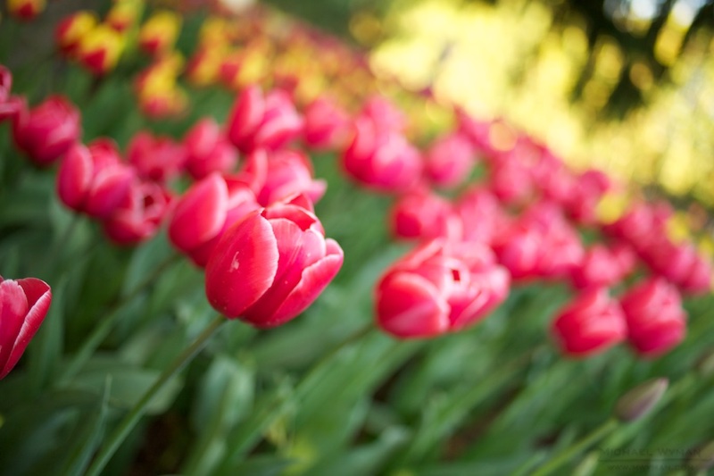 Evening Tulips