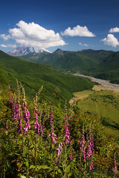 Foxglove and Valley