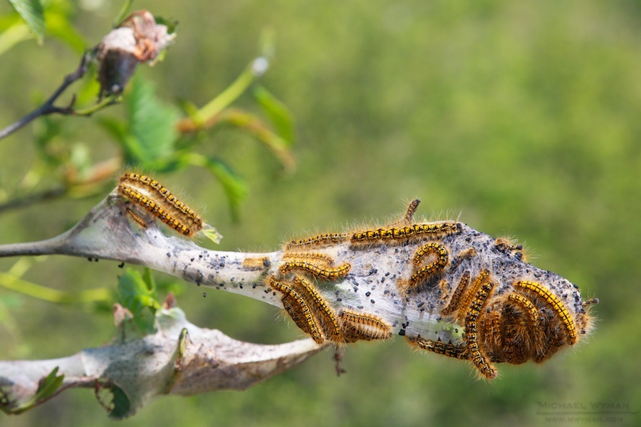 Western Tent Caterpillar
