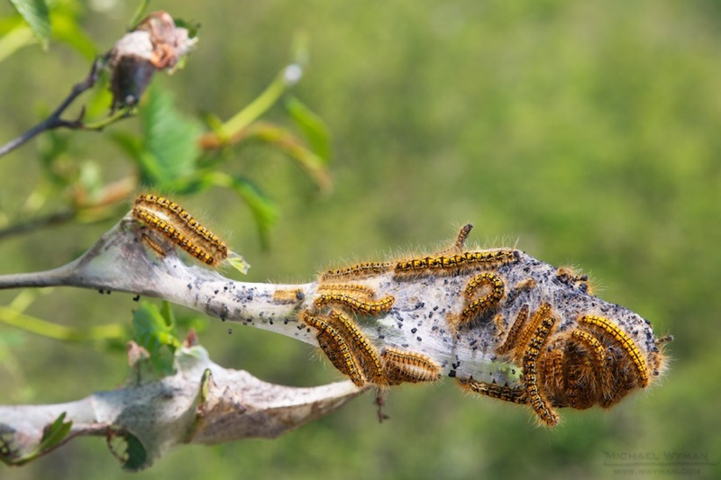 Western Tent Caterpillar