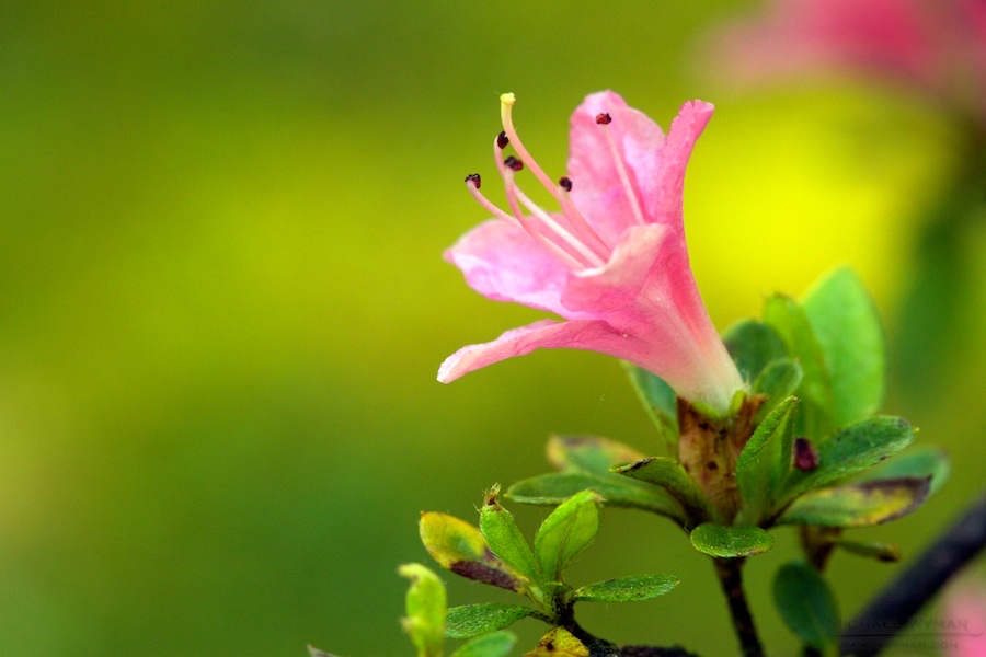Springtime