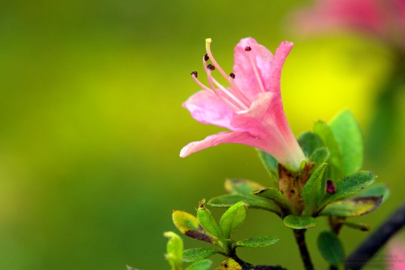 Springtime
