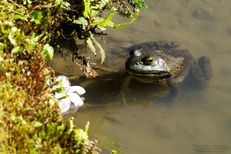 Frog