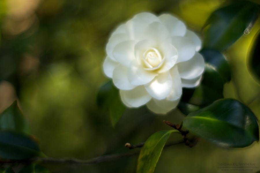 Light and Shadow