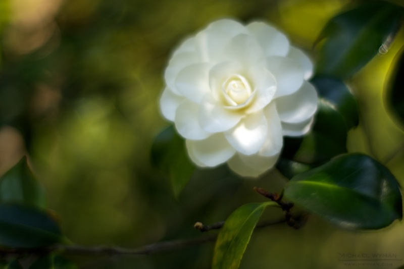 Light and Shadow
