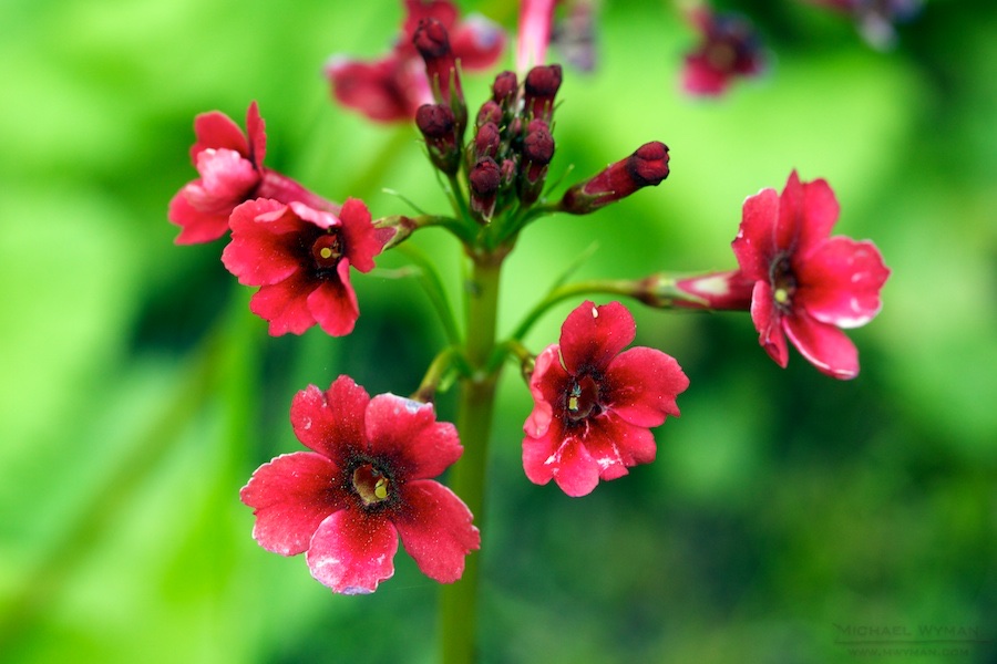 Pink and Green