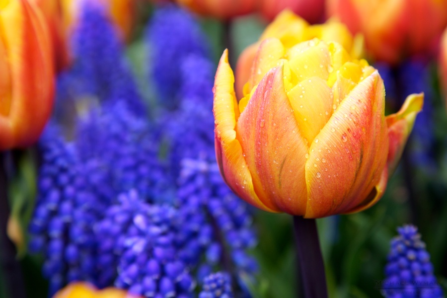 Rain on the Tulips