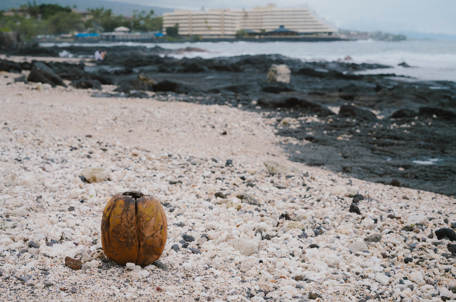 Coconut